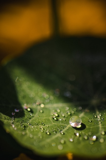 Water droplets on green leaf