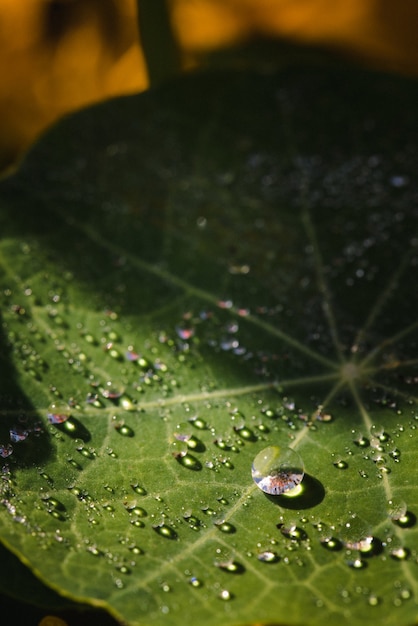 Water droplets on green leaf