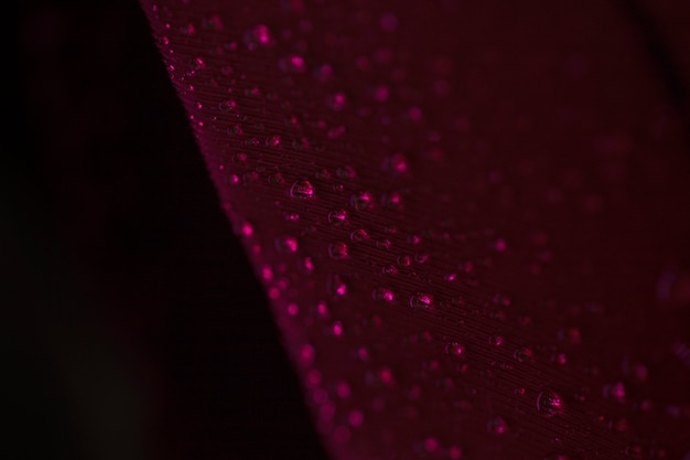 Free photo water droplets on purple textured plume against black background