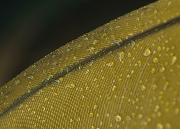 Free Photo water droplets on yellow surface backdrop