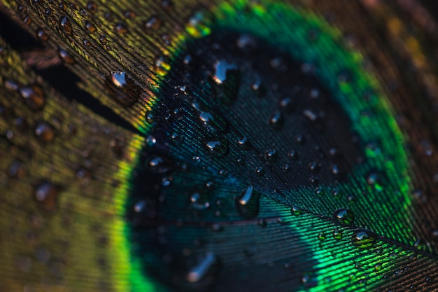 Water drops on beautiful peacock over the wall textured backdrop