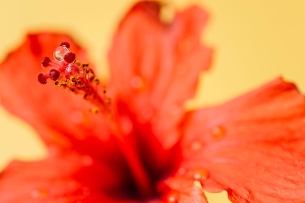 Water drops on flower pistils