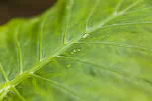 Free photo water drops on green leaf