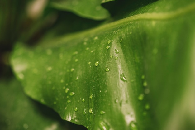 Free photo water drops on leaf