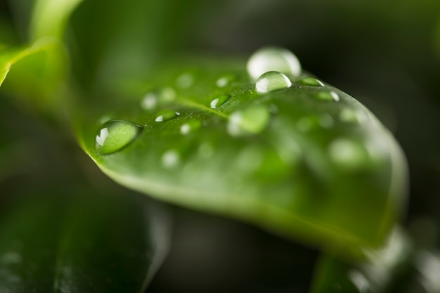 Free Photo water drops on leaf