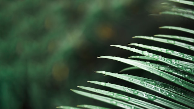 Free photo water drops on palm leaf