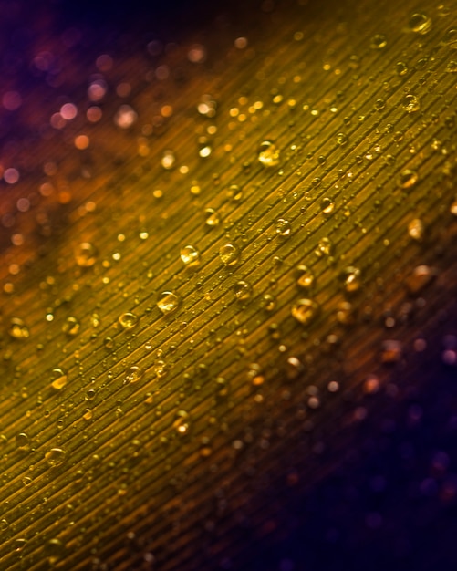 Water drops on peacock feather texture