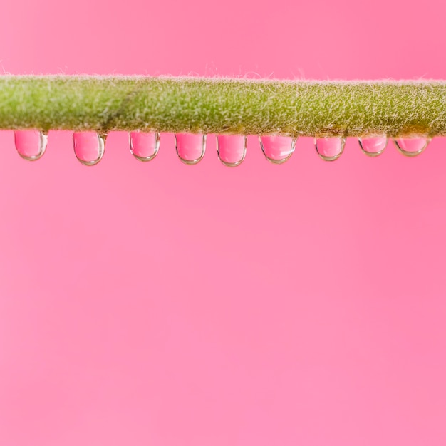 Free Photo water drops on plant stem