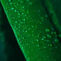 Free photo water drops on the surface of green plumage