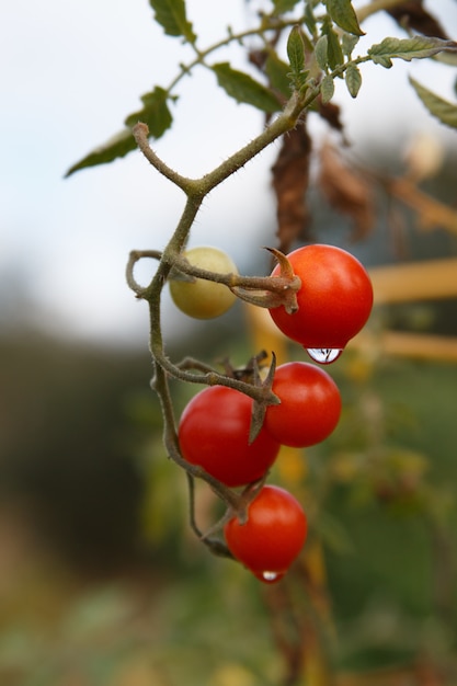 water drops on tomatoes with a blurred background