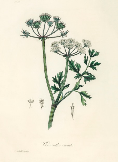 Free Photo water dropwort (onanthe grocata) illustration from medical botany (1836) 