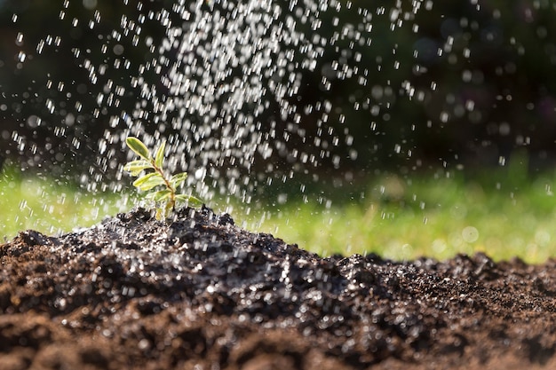 Water falling on a plant