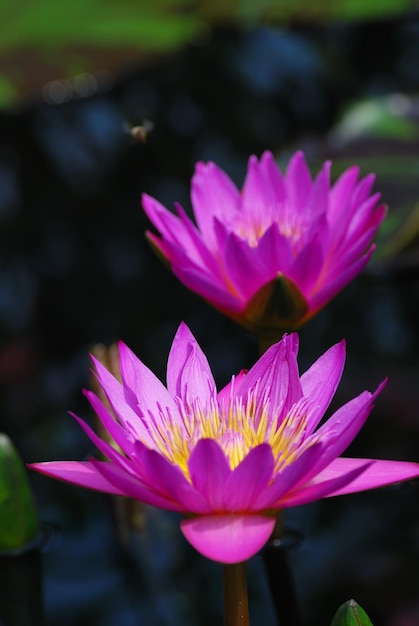 Free photo water lily closeup