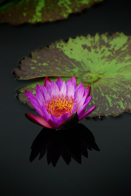 Water lily with reflection