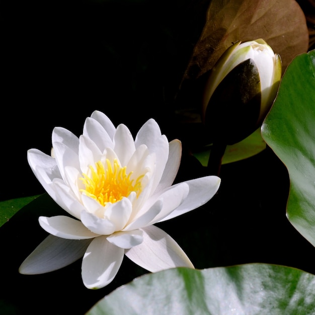 Free photo water lily