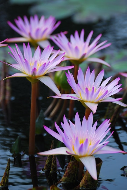 Water Lily