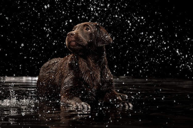 Free Photo water splashes portrait of chocolate color big labrador dog playing bathing