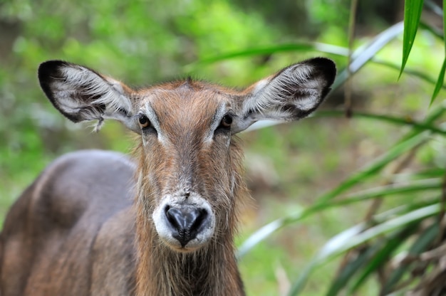 Free photo waterbuck in the nature