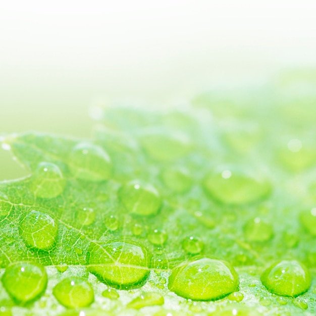 Free Photo waterdrops in a leaf