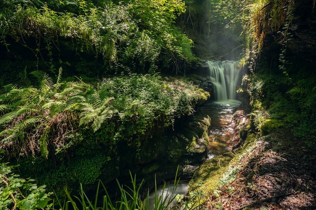 Waterfall in a forest area with a lot of vegetation