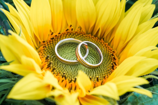 Free photo wedding rings inside sunflower