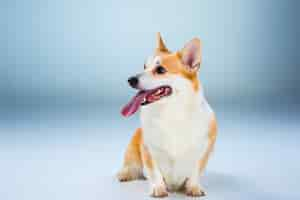 Free photo the welsh corgi pembroke sitting