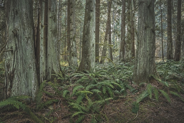 Western Red Cedar