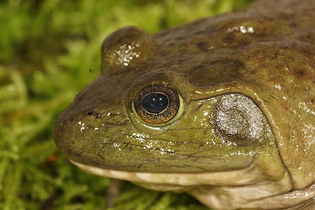 Free Photo a wet american bullfrog (rana catesbeiana) in oregon with a beautifully detailed eye