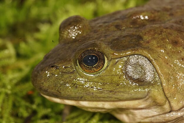 A wet American Bullfrog (Rana Catesbeiana) in Oregon with a beautifully detailed eye