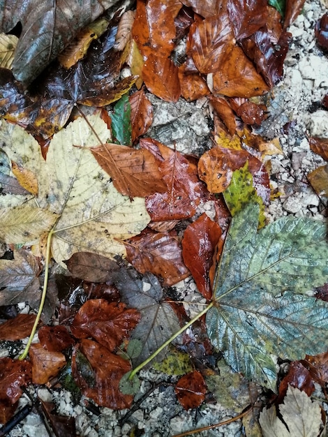 Wet autumn leaves background