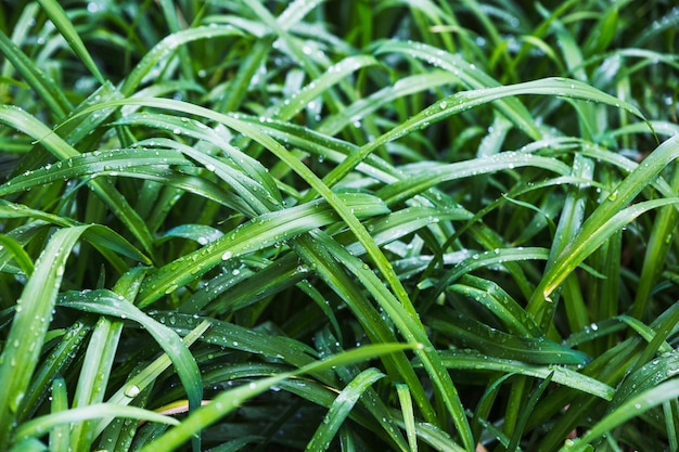 Free photo wet bush grass thicket