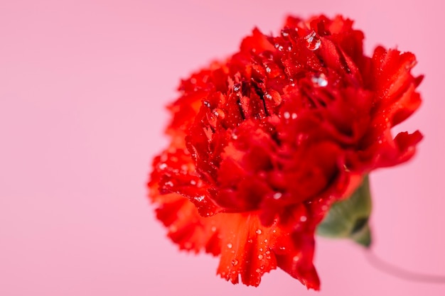 Free photo wet carnation on pink