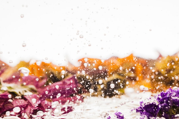 Free photo wet colorful daisies over white background