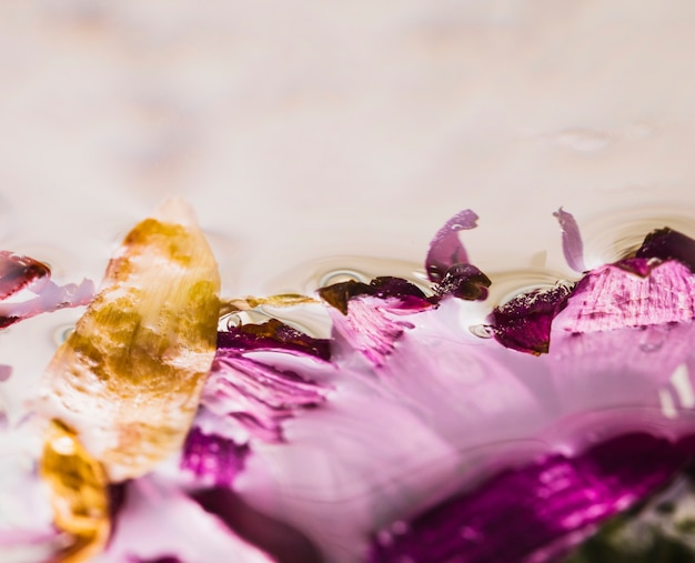 Free Photo wet daisies close up