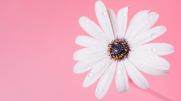 Wet daisy on pink