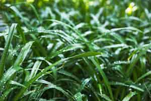 Free photo wet garden grass on sunny day