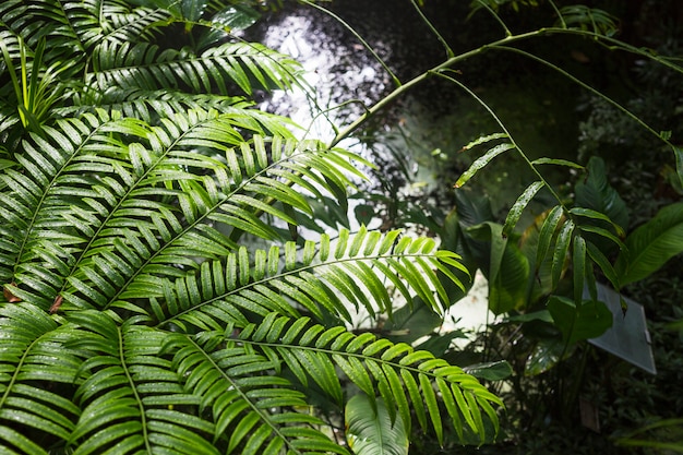 Free Photo wet green plants in the forest