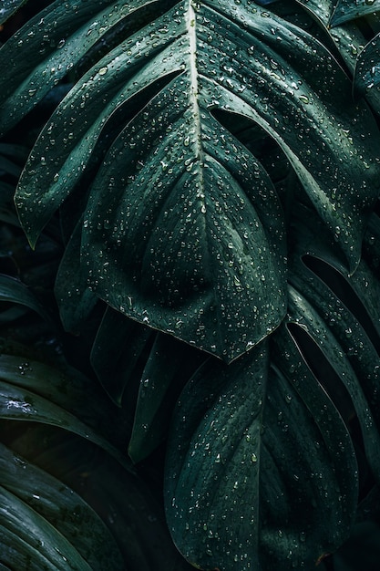 Wet Monstera deliciosa plant leaves in a garden