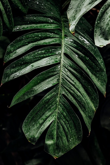 Wet Monstera deliciosa plant leaves in a garden