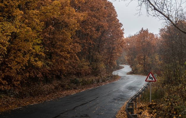 Free photo wet road in a forest captured on a rainy day during the autumn