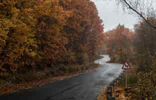 Free photo wet road in a forest captured on a rainy day during the autumn