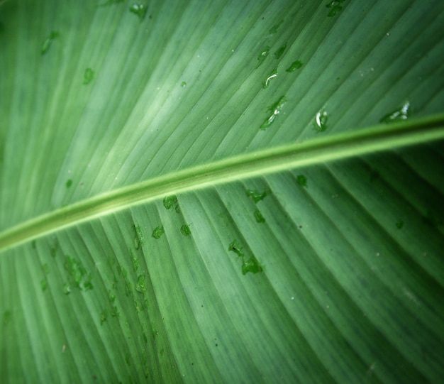 Free photo wet tropical leaf closeup