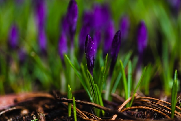 Wet violet flowers