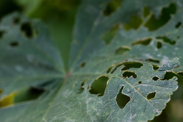 What remains of a leaf that has been eaten away by snails and caterpillars