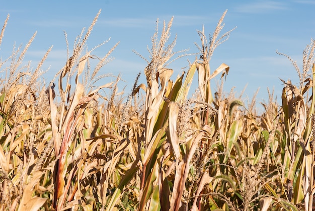 Wheat field close-up