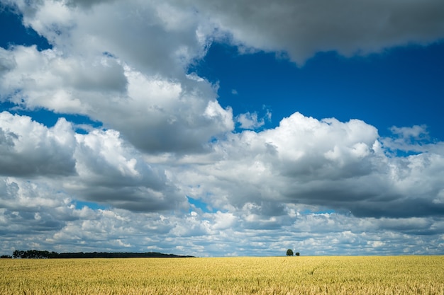 Wheat field in a rural area under the cloudy sky