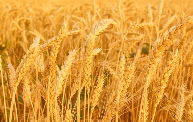 Wheat field with spikelets in gold tones