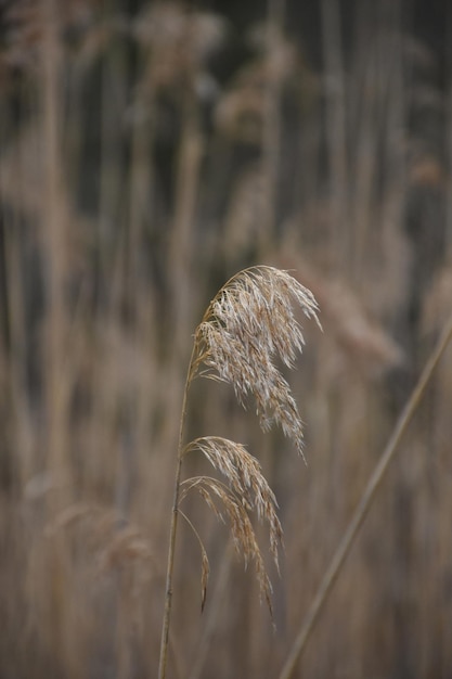 Free photo wheat grass blowing in the wind