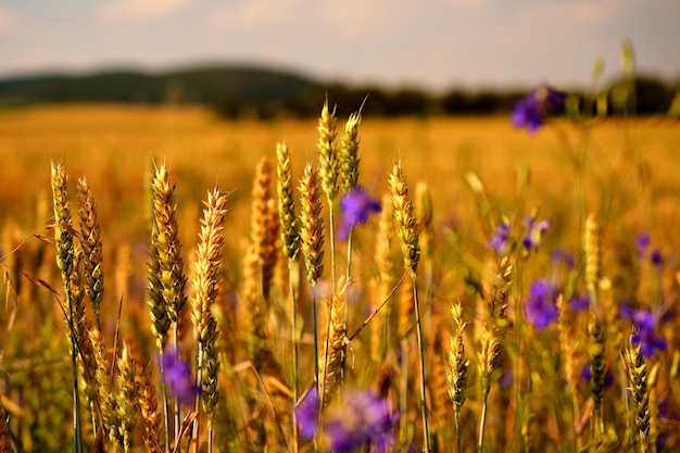 Free Photo "wheat growing in field"