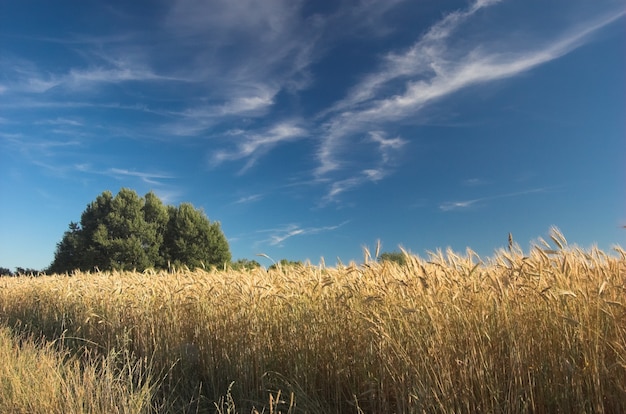 Free Photo wheat with cloud